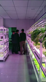 植物工厂高效生产技术交流会（e光农场站）技术咨询纪要